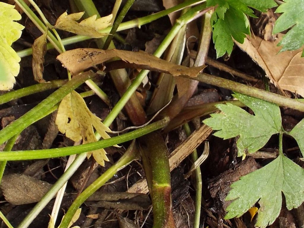 Ranunculus repens / Ranuncolo strisciante